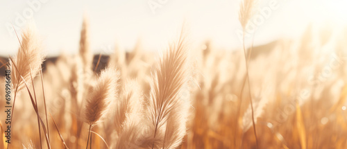 Landscape with dry reeds, beige cane, pampas grass. Macro Shoot. Nature, herbal background. Boho design. Generative ai 
