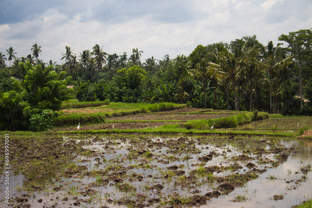 A tranquil view of a waterlogged rice paddy field with lush greenery in the background. A tranquil view of a waterlogged rice paddy field with lush greenery in the background.