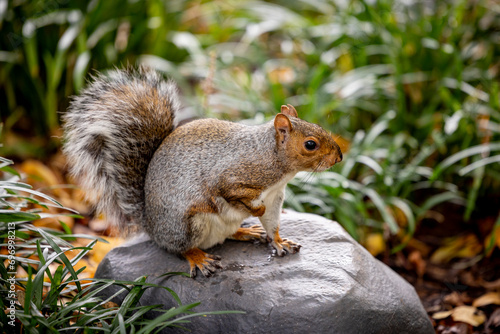 American grey squirrel in the park © Sylwester