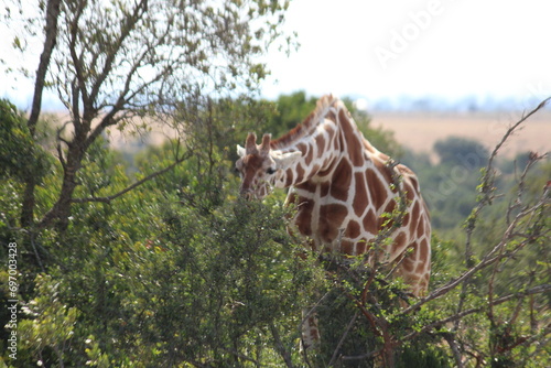 Photography giraffe in the wild