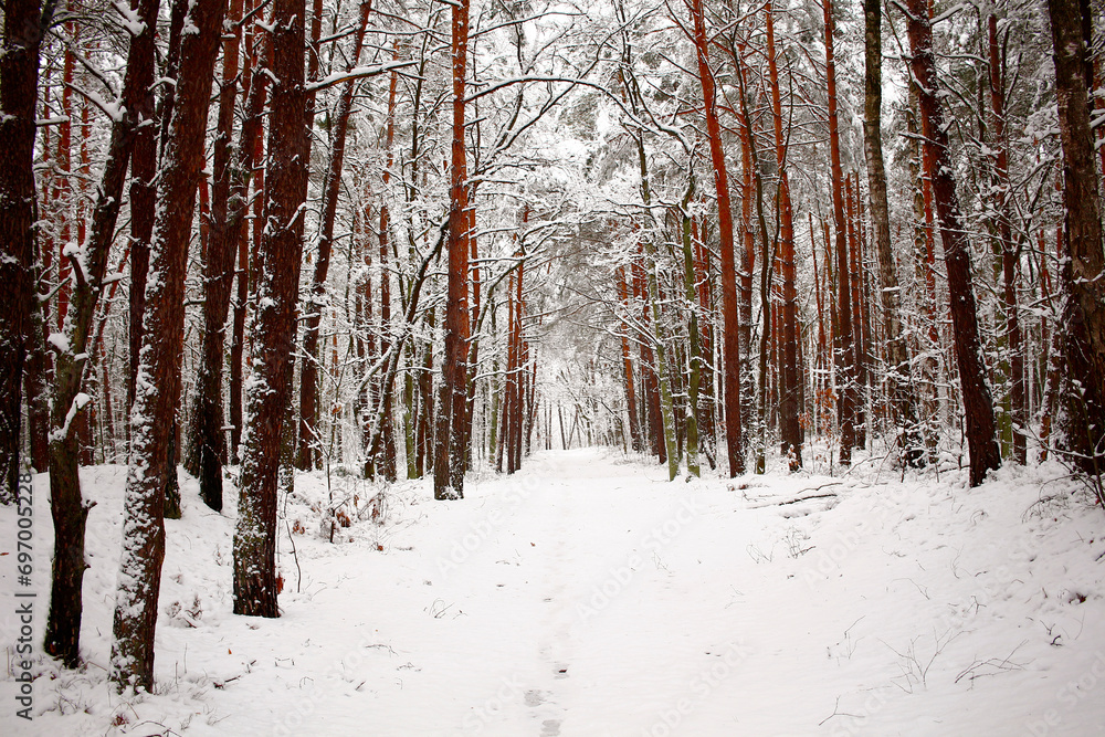 photo of a winter walk in the forest photo of a winter walk in the forest