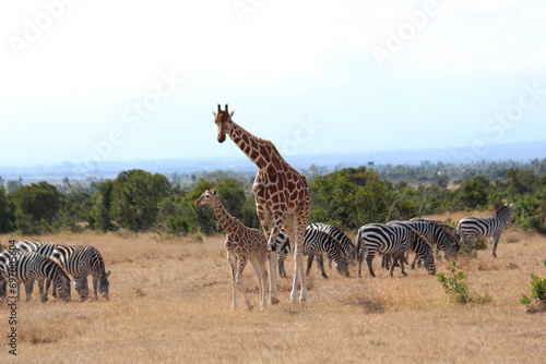 Photography giraffe in the savannah