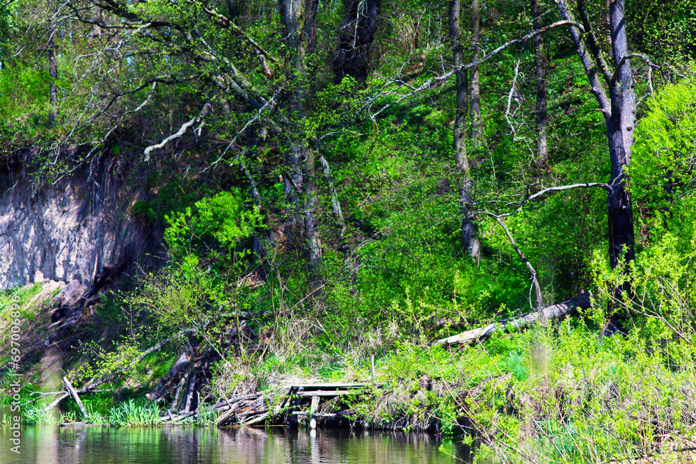 photo of a walk in the forest and relaxation photo of a walk in the forest and relaxation
