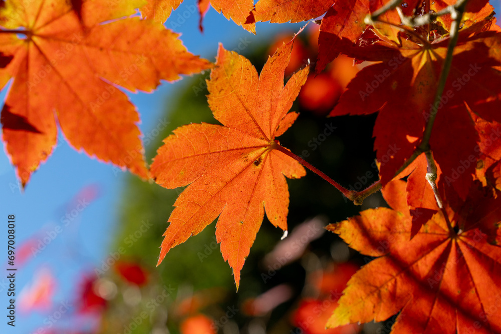 Fall Maple leaf Fall Maple leaf