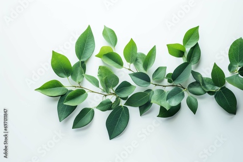 Green leaves on a white background with a green background