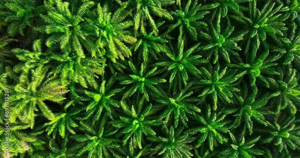 Aerial view palm oil planted Aerial view palm oil planted