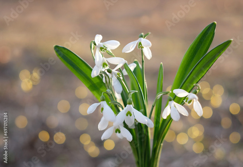 spring nature background. white snowdrop flowers close up on abstract blurred natural backdrop. Beautiful gentle snowdrops, symbol of  early spring season photo