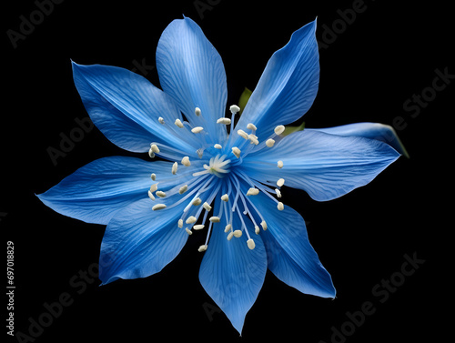 Bluestar flower in studio background, single bluestar flower, Beautiful flower, ai generated image photo