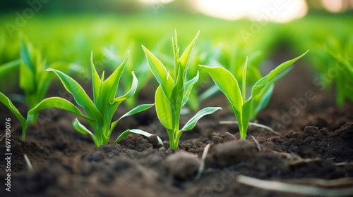 Close-Up View of Lush Green Plants Sprouting in Soil