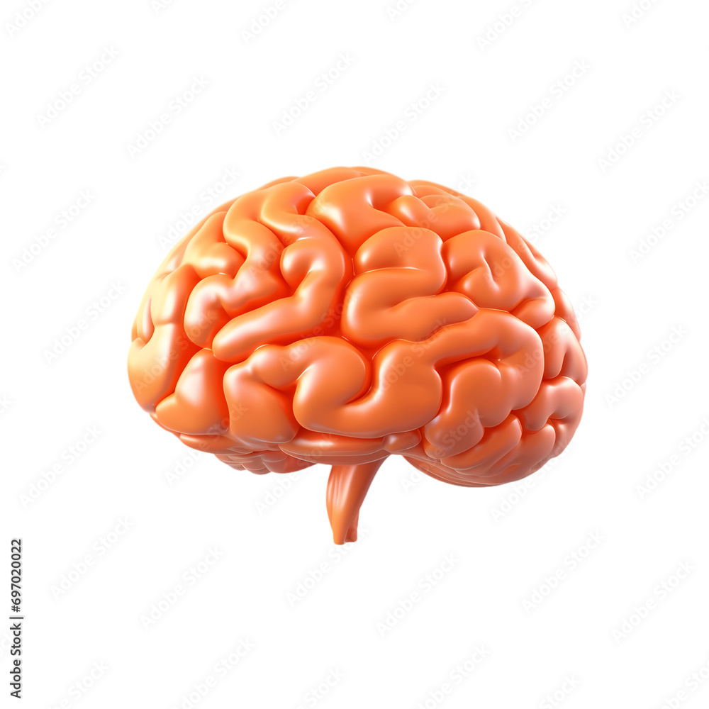 Brain isolated on transparent background Brain isolated on transparent background