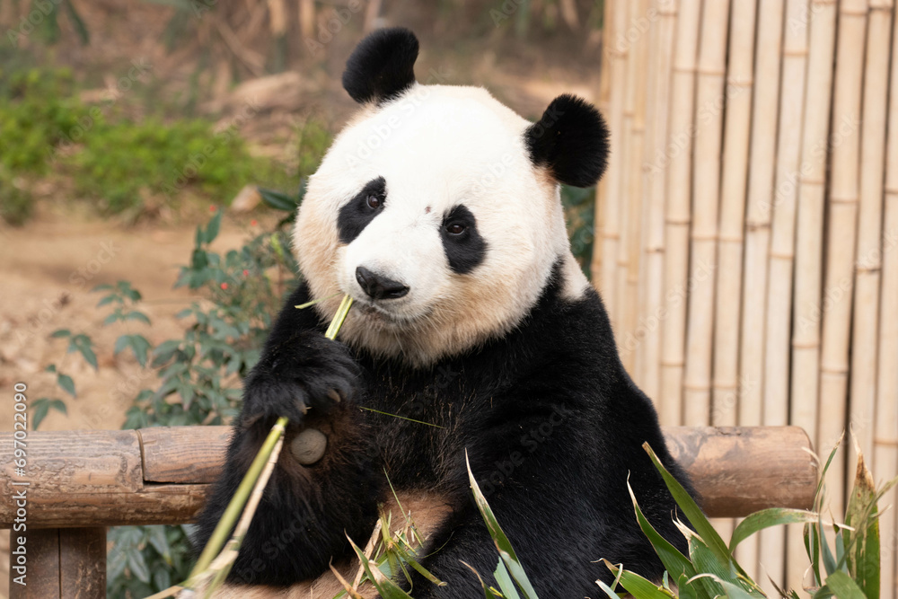 Close up Female Giant Panda in South Korea, Ai Bao Close up Female Giant Panda in South Korea, Ai Bao