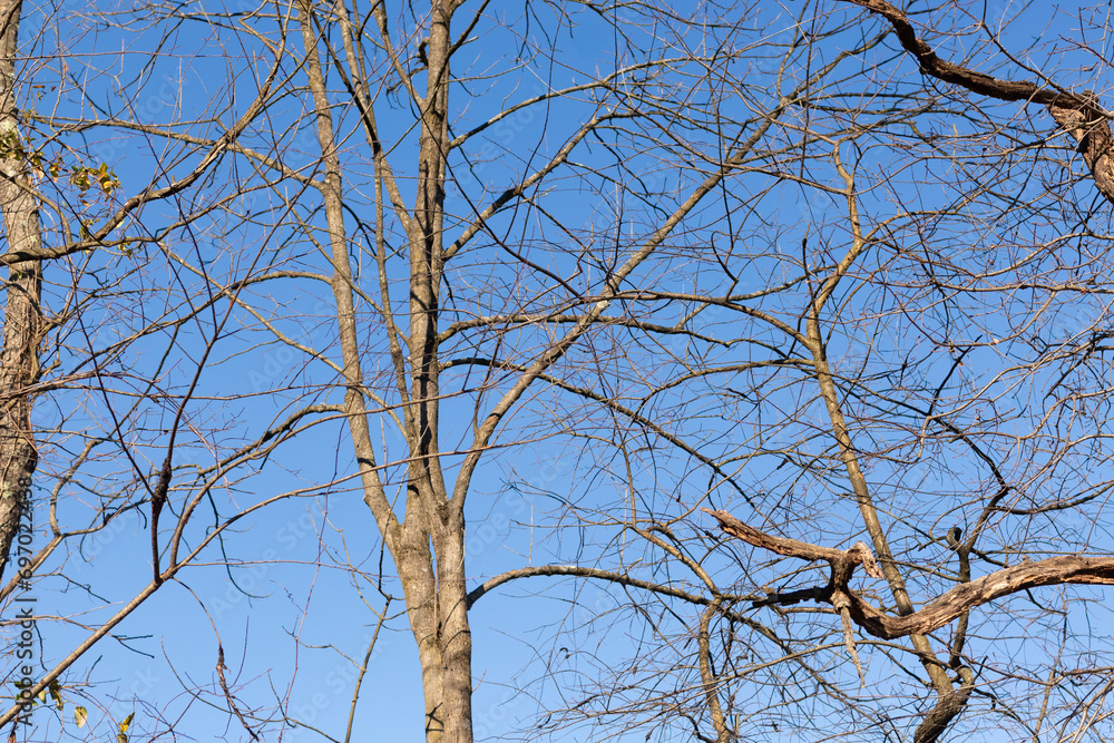 The look of these pretty brown limbs stretching into the sky is quite stunning. The branches with no leaves due to the winter season look like skeletal remains. The look of these pretty brown limbs stretching into the sky is quite stunning. The branches with no leaves due to the winter season look like skeletal remains.