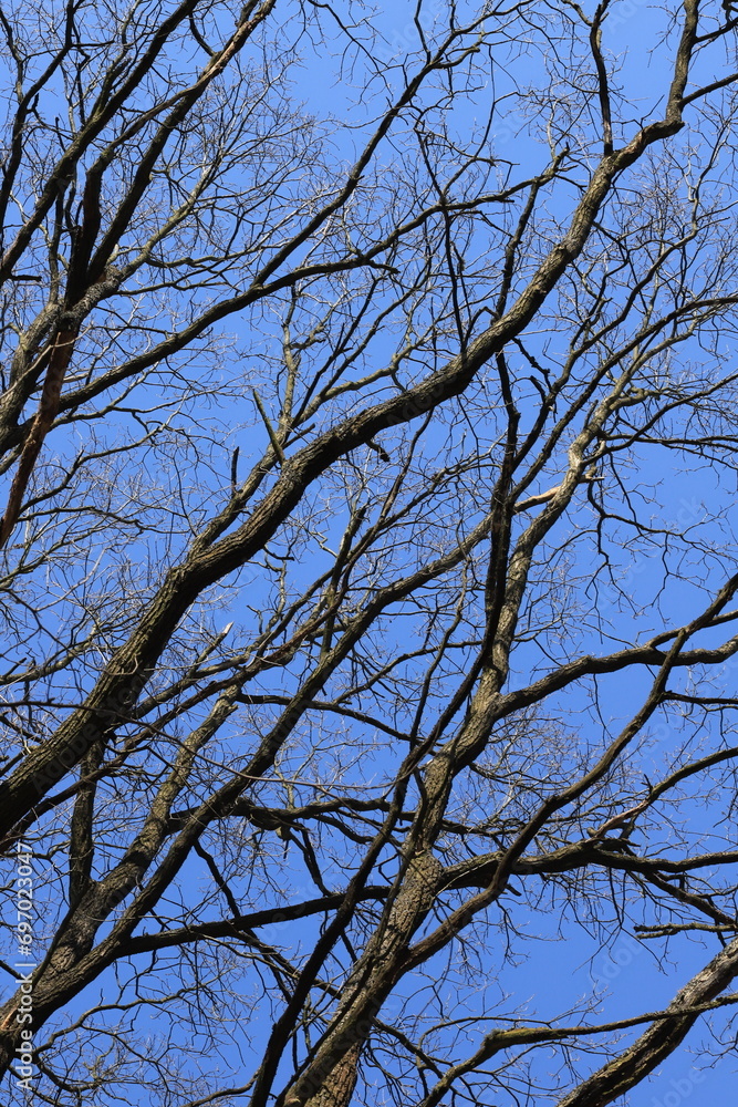 tree branches against blue sky tree branches against blue sky