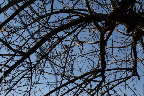 This cute little bird sat perched in the branches of this tree. Cautiously looking out for safety. The bare limbs helping to camouflage his body and keep him safe from predators.