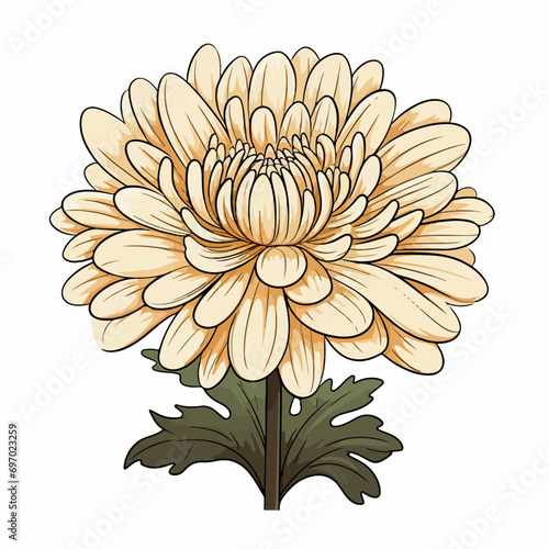 Fototapeta Naklejka Na Ścianę i Meble -  Chrysanthemum flat vector illustration. Chrysanthemum cartoon hand drawing isolated vector illustration.