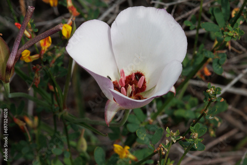 White flowering axillaterminal determinate cyme inflorescence of Calochortus Catalinae, Liliaceae, native perennial monoclinous deciduous herb in the coastal Santa Monica Mountains, Springtime. photo