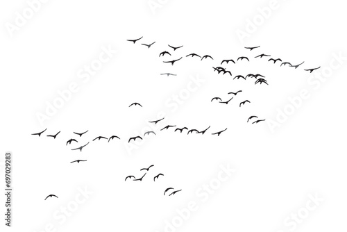 Birds flying in the sky with a realistic distribution.