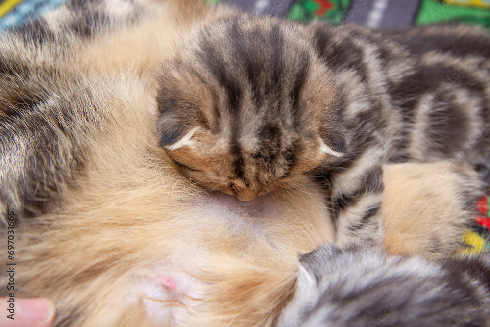 cat feeds kittens milk kittens eat mother's milk