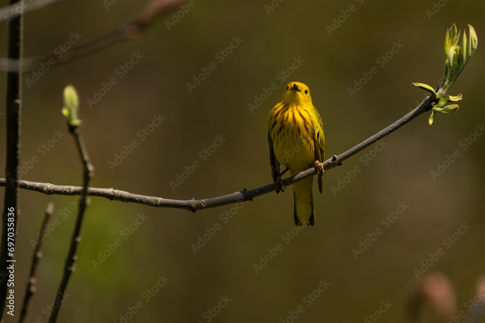 Fototapeta premium Yellow Warbler