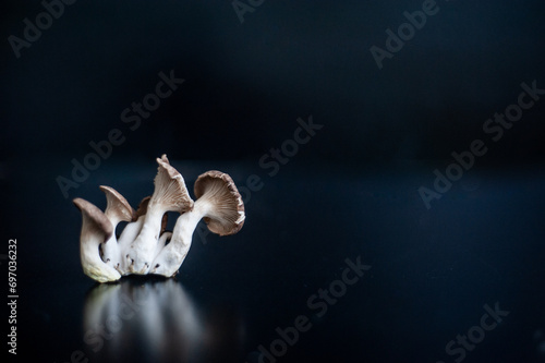 Mushroom in black background