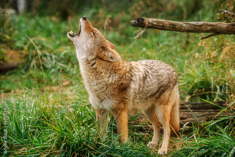 Coyote Canis latrans howling native to North America Coyote Canis latrans howling native to North America
