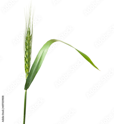 Close-up image of a green wheat spikelet isolated on transparent background.