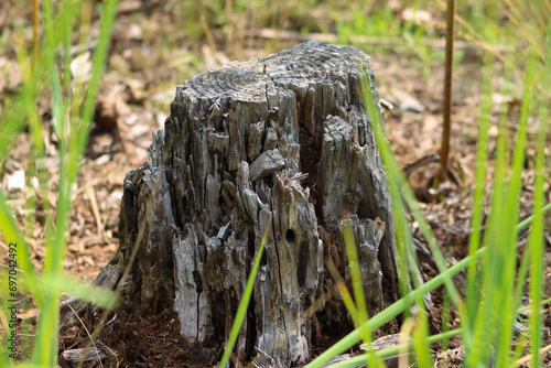Old ruined stump of a pine tree in the forest of Ukraine