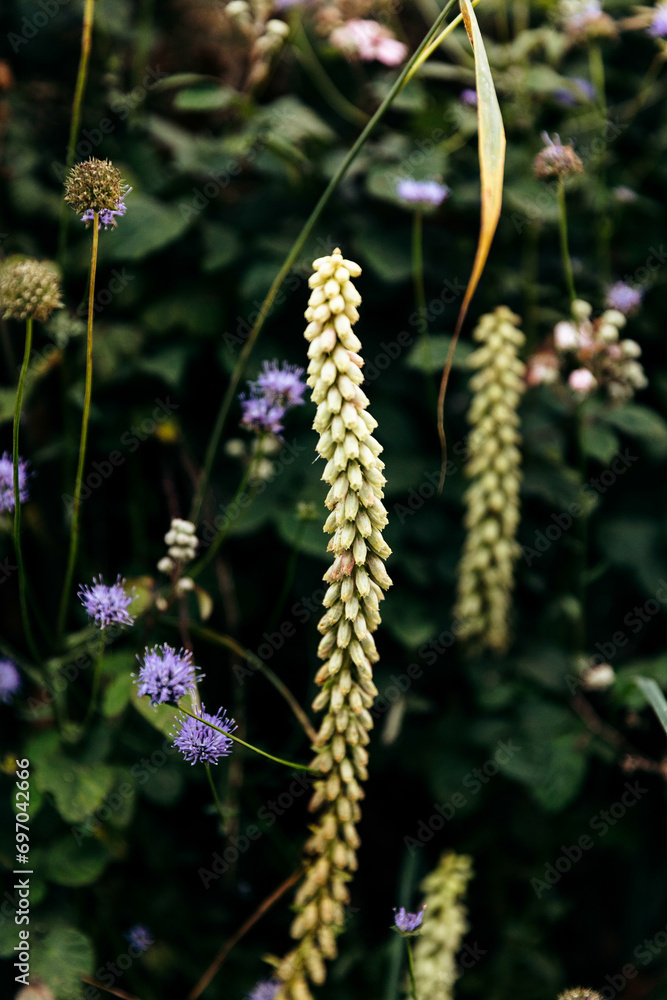 Wildflowers, Cornwall