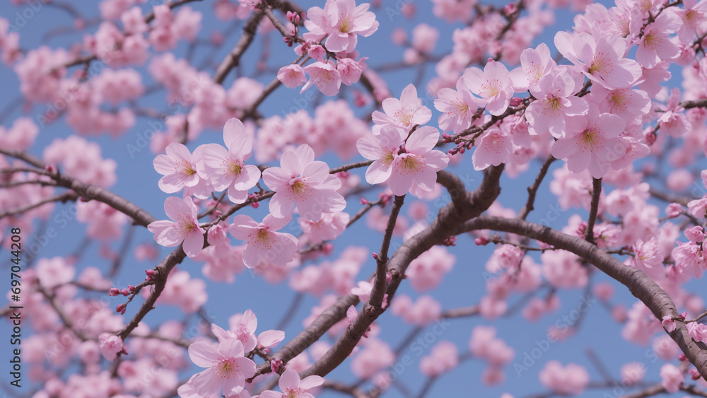 Blooming sakura branch against the blue sky. Spring background with pink sakura flowers, Pink Cherry Blossoms