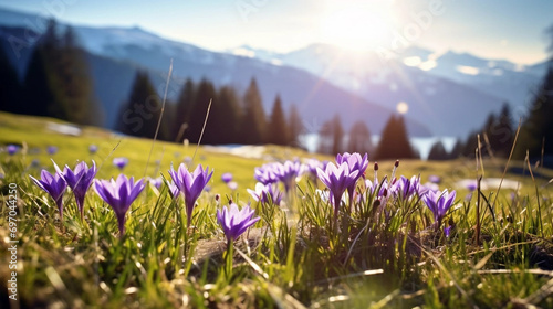 copy space  stockphoto  beautiful alpine meadow with wild purple narcisses during spring time  warm morning light. View on wild crocus flowers in the alps during sunrise. Early morning alpine langscap