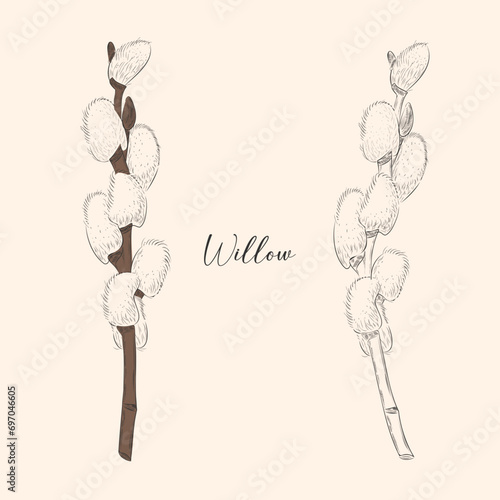 Vector set with outline Willow twigs in black isolated on white background. Branch with blooming pussy Willow in contour style for springtime design and Easter coloring book.