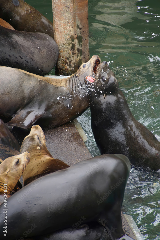 California sea lion barking to claim territory California sea lion barking to claim territory