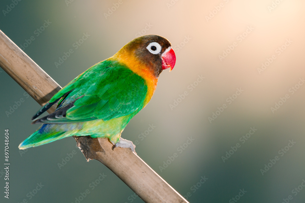 Lovebird Parrot (Agapornis Personatus) animal closeup with black background (Burung Cinta) - obrazy, fototapety, plakaty 