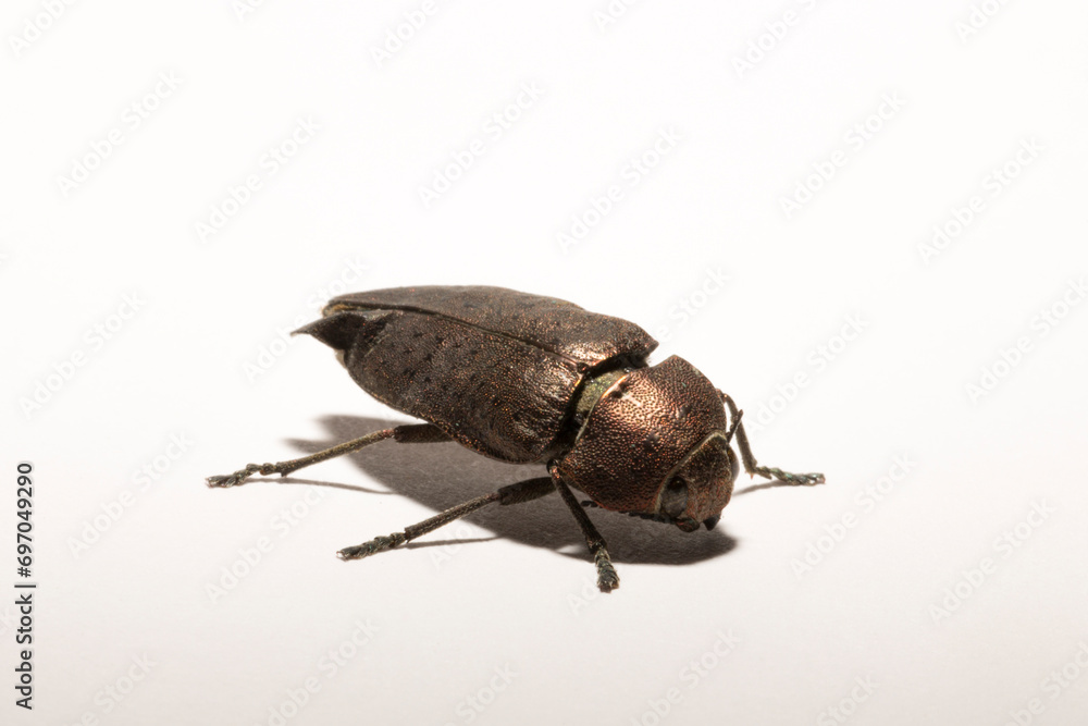Perotis lugubris is a genus of beetles in the family Buprestidae.The insect is a parasite. Perotis lugubris is a genus of beetles in the family Buprestidae.The insect is a parasite.