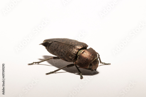 Perotis lugubris is a genus of beetles in the family Buprestidae.The insect is a parasite.