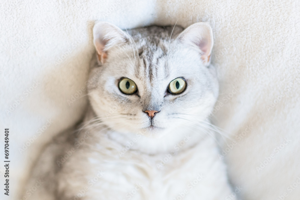 Scottish straight cat lies on his back. Cat upside down. Close up white cat face. Favorite pets, cat food.