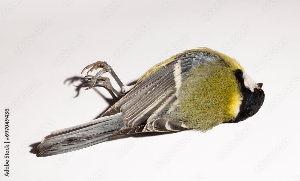 Naklejka premium Great tit (Parus major) is a passerine bird in the tit family Paridae. A dead bird on a white background.