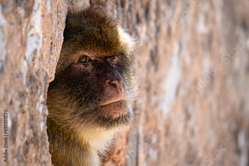 Portrait of a Barbary macaque in Gibraltar