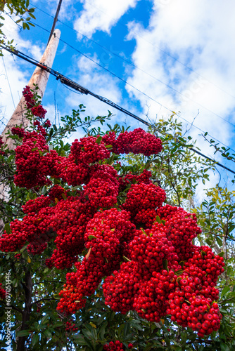 Red berries under a power line