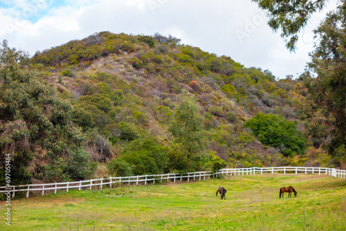 Horses in a field on a partly cloudy rainy day on a ranch in the Pacific Palisades in California. photo