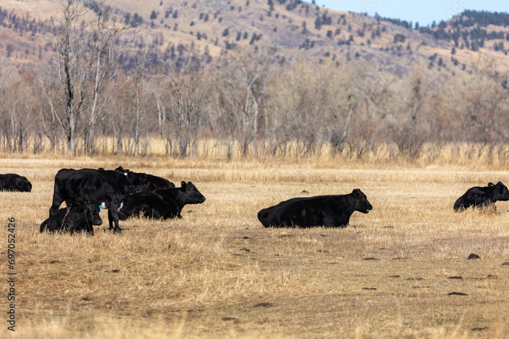 Colorado Cattle Ranch Landscape