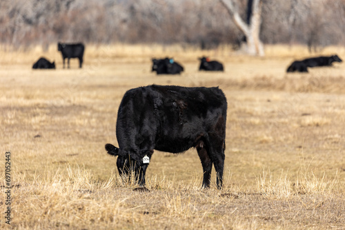 Fototapeta Naklejka Na Ścianę i Meble -  Black Colorado Cattle Grazing Short Grass in Winter