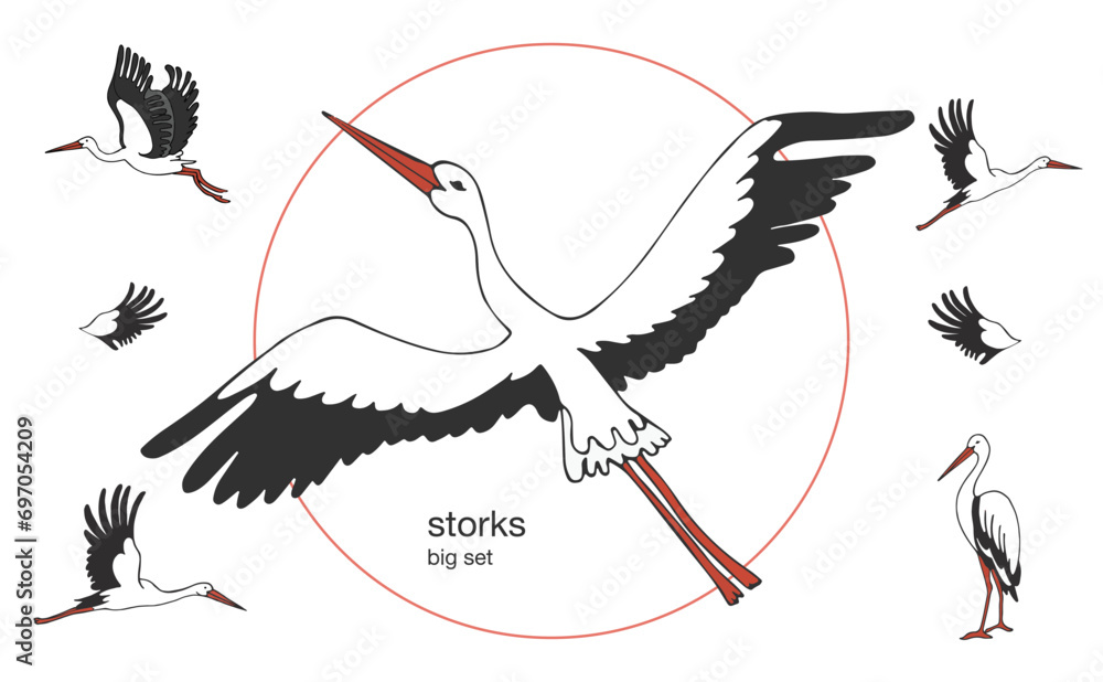 Isolated vector set of storks in different poses. Vector illustration ...