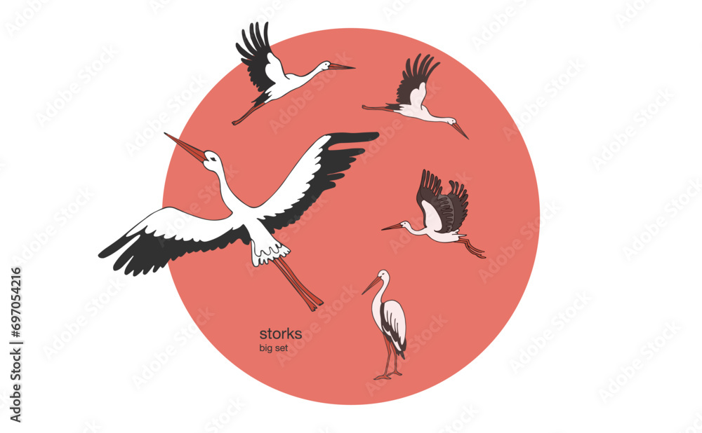 Isolated vector set of storks in different poses. Vector illustration ...