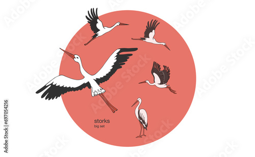 Isolated vector set of storks in different poses. Vector illustration of storks on white background, village and birds.