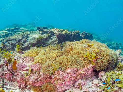                                                                                        yg                                                                                                         2023   12   2                    The Lovely a school of Threespot dascyllus juvenile and others in Beautiful Sea Anemones.  Araihama Beach  Miura  K