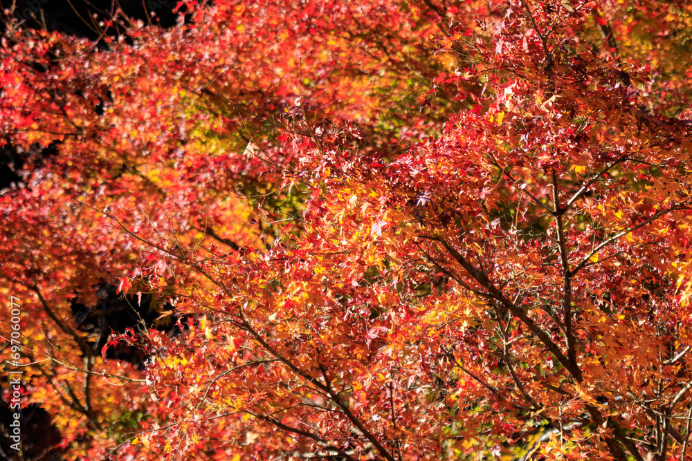 鮮やかな美しい紅葉。

日本国神奈川県相模原市、早戸川林道にて。
2023年12月3日撮影。

Vivid and beautiful autumn foliage.

At Hayatogawa forest road, Sagamihara, Kanagawa, Japan,
photo by December 3, 2023.
