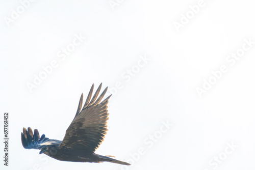 狩りのために飛翔する美しいチュウヒ（タカ科）。日本国栃木県栃木市、渡良瀬遊水地にて。 ラムサール条約登録。 2023年12月9日撮影。A beautiful Eastern Marsh Harrier (family comprising Circus the hawks) in flight for hunting.At WATARASE Retarding Basin, Toch