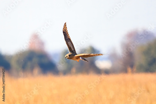                                                                                                                                                                             2023   12   9               A beautiful Northern harrier  family comprising Circus the hawks  in flight for hunting.  At WATARASE Retarding Basin  Tochi