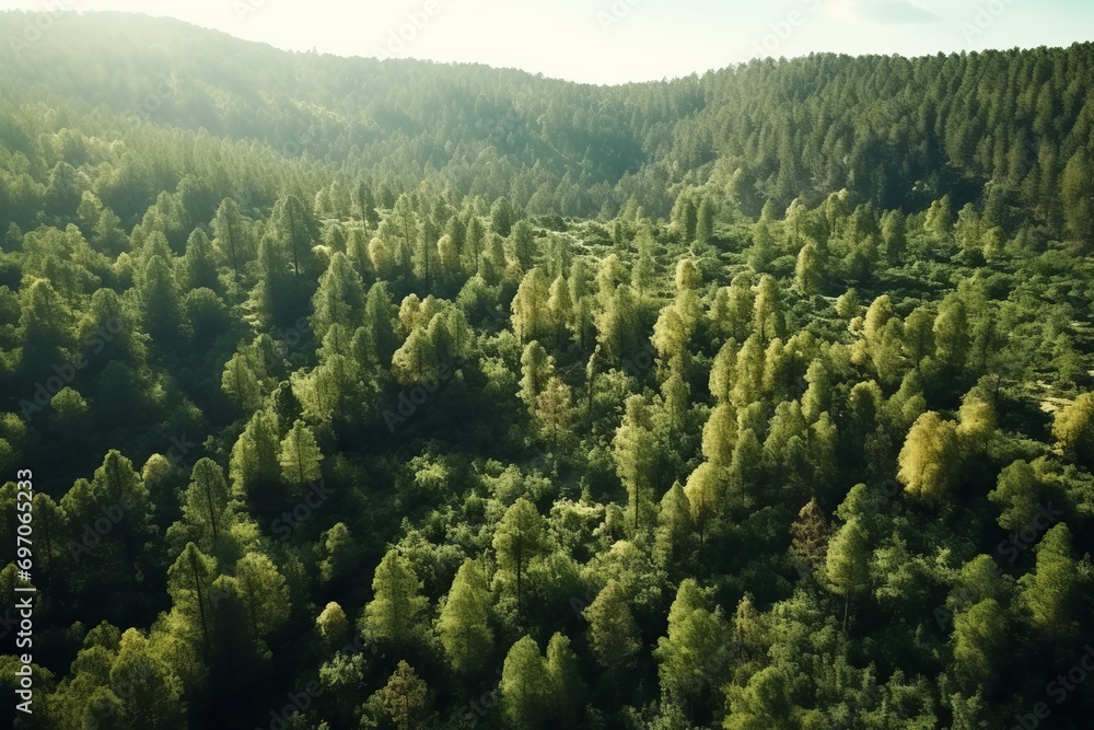 Aerial view of a forest in the Carpathian Mountains, Ukraine Aerial view of a forest in the Carpathian Mountains, Ukraine